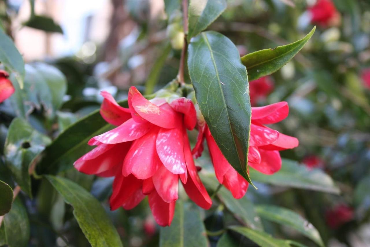 La Camelia D'Oro Appartement Oggebio Buitenkant foto