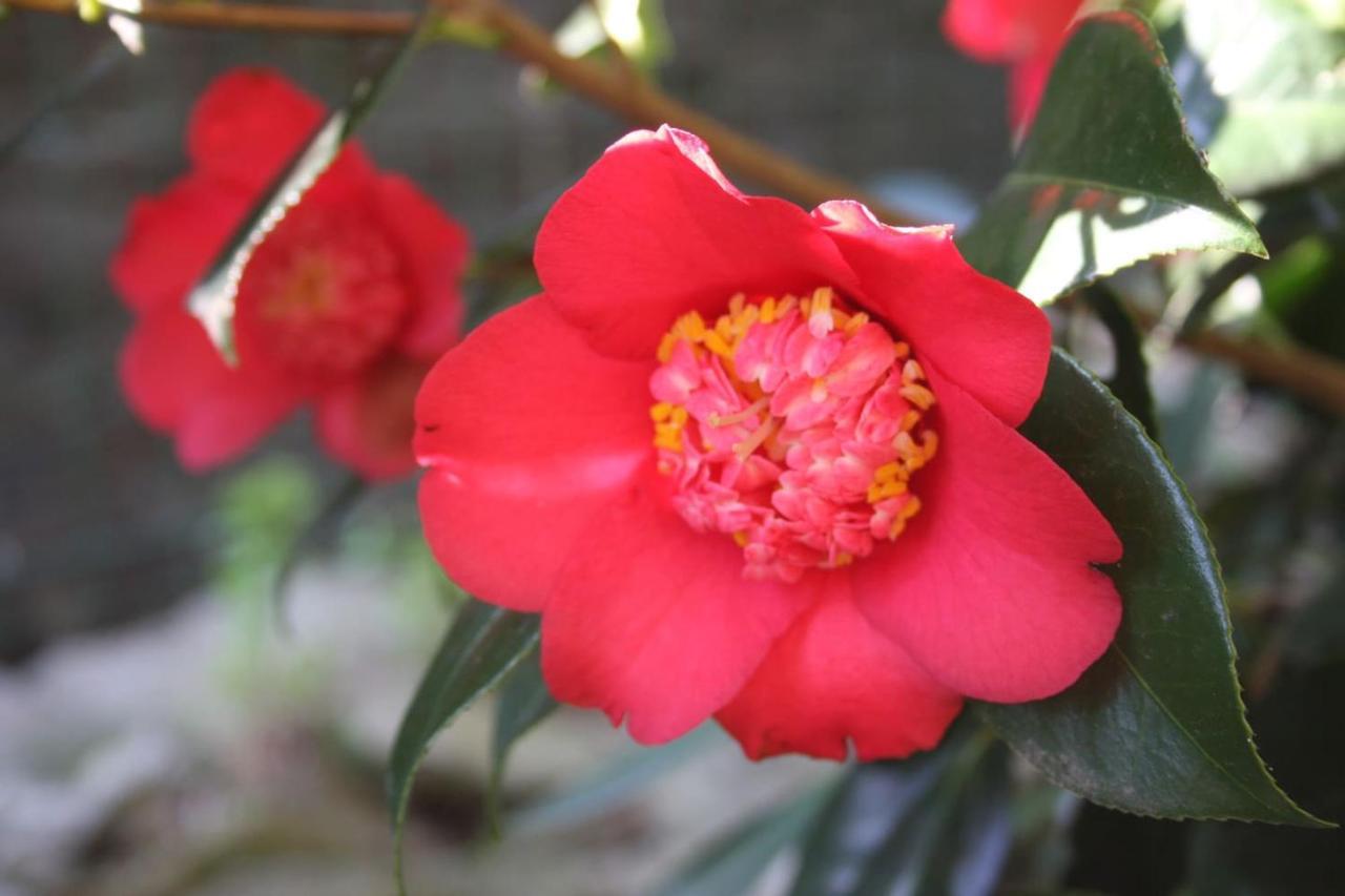 La Camelia D'Oro Appartement Oggebio Buitenkant foto