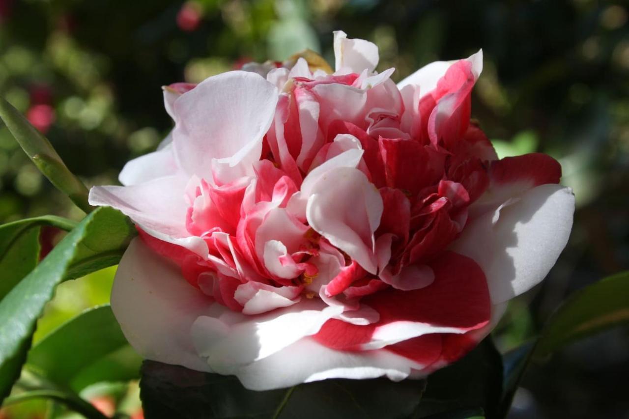 La Camelia D'Oro Appartement Oggebio Buitenkant foto