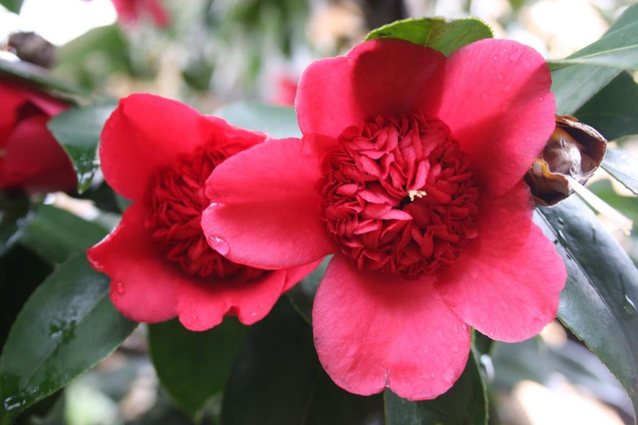 La Camelia D'Oro Appartement Oggebio Buitenkant foto