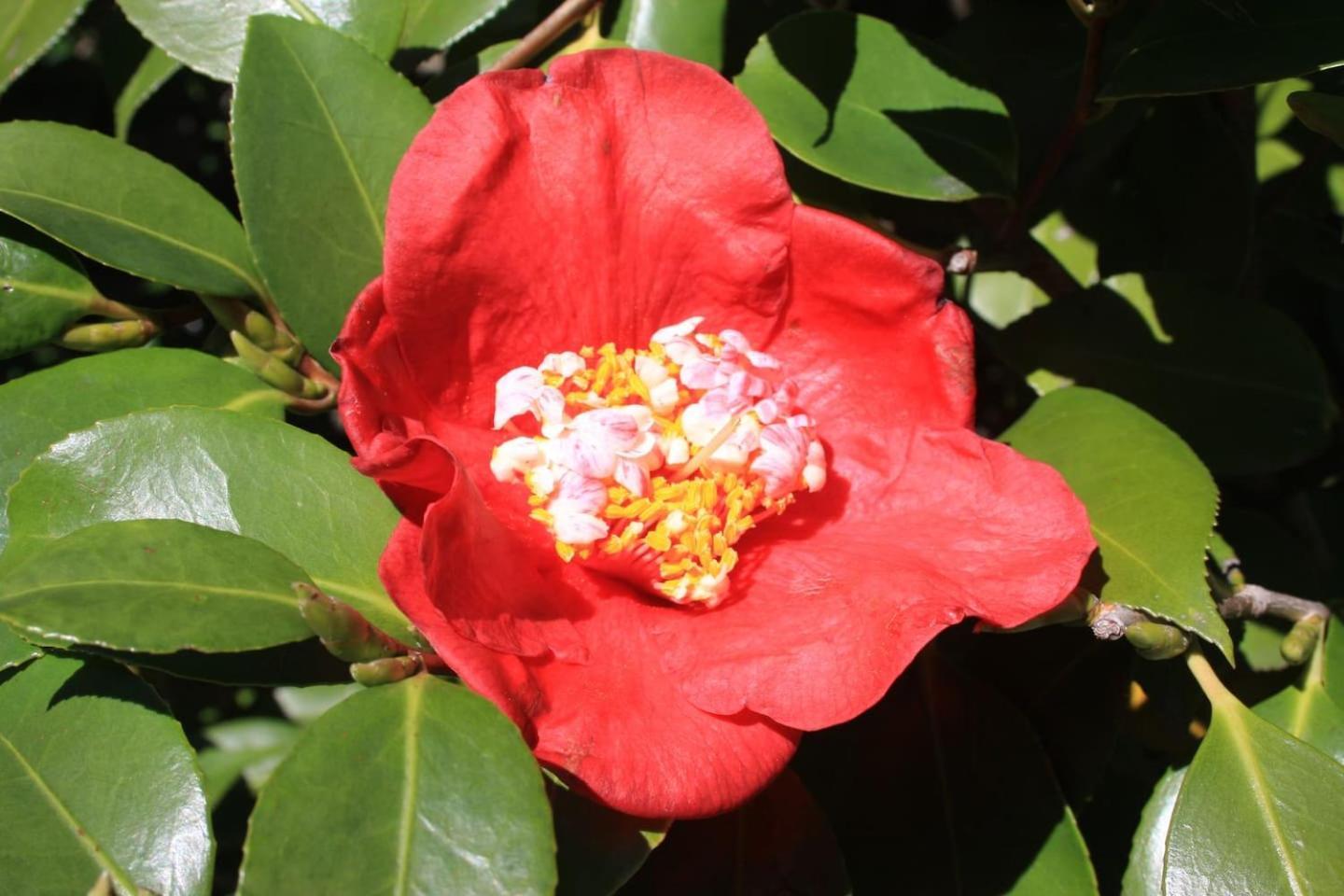 La Camelia D'Oro Appartement Oggebio Buitenkant foto